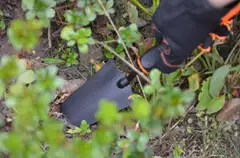 Kendo istutuslapio - 5