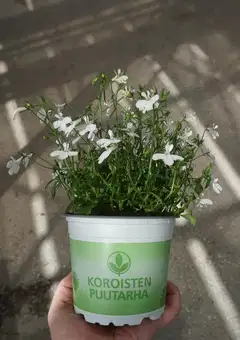 Lobelia iso 12cm värilajitelma - 2