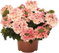 Verbena 11 cm ruukku - 2