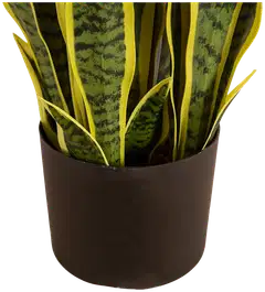 Lykke tekokasvi snake plant 65cm - 3