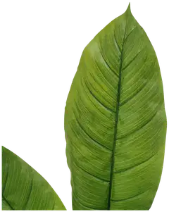 Lykke tekokasvi peace lily 105cm - 4