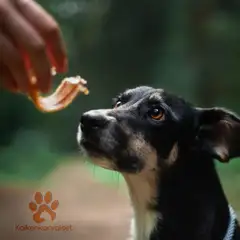 Kaikenkarvaiset Possun korvasiivu - 4