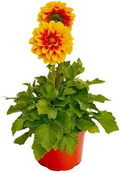 Pistokasdaalia 13 cm ruukku - 2
