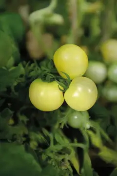 Nelson Garden tomaatti, Pensas-, Balconi Yellow - 2