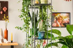 Kekkilä Viherhyllykkö 168 cm - 2