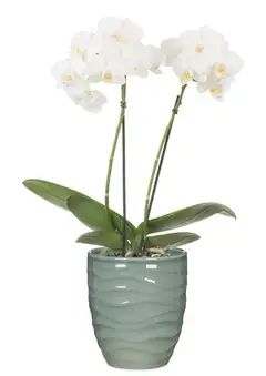 Scheurich orkidearuukku 689 15cm vihreä - 3