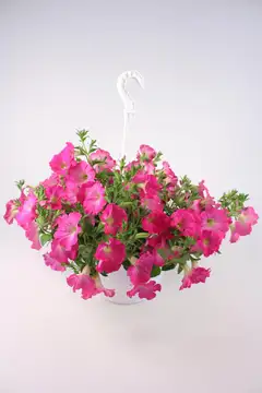 Petunia isokukallinen -amppeli 23 cm - 2
