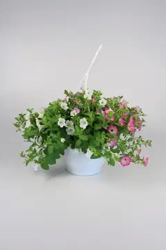 Twin mix amppeli 23 cm - 4
