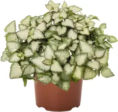 Koristevihreät 11 cm ruukku - 3