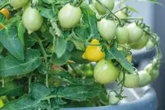 Nelson Garden tomaatti, Pensas-, Funnyplums Yellow F1 - 2