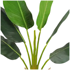 Lykke tekokasvi strelitzia tree 90cm - 3