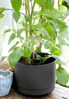 Orthex Paulina altakasteluruukku 14 cm - 2
