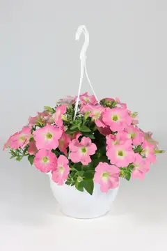 Petunia isokukallinen -amppeli 23 cm - 1