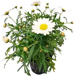 Marketta valkoinen 12 cm - 1