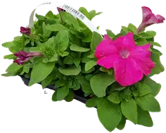 Petunia 6-pack - 2