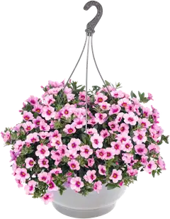 Miljoonakelloamppeli 23 cm - 1