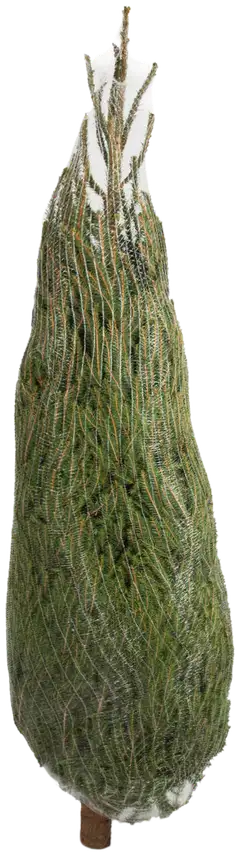 Joulukuusi, suomalainen metsäkuusi Picea abies, koko 1-1,5 m - 2