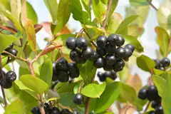 Marja-aronia 'Viking' Jumbo 7,5 l astiassa - 1