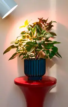 Airam LED kasvilamppu 9,5W E27 800lm 3500K - 3