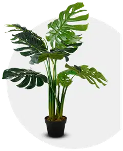 Lykke tekokasvi monstera plant 115cm - 2