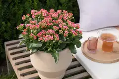 Patiotulilatva - 4