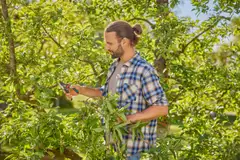 Gardena oksasakset  premiumcut pro flex - 5