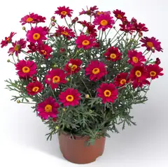 Marketta 12 cm ruukku - 2