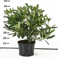 Alppiruusu 60-80cm astiataimi tuoreena ruukutettu - 3