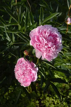 Kiinanpioni 'Sarah Bernhardt' Paeonia lactiflora - 1