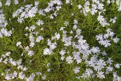 Sammalleimu Phlox subulata - 1