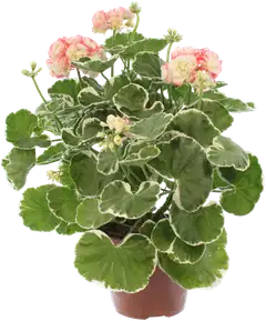 Perinnepelargoni 13 cm - 6