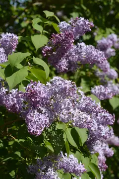 Pihasyreeni aitakenno 6 kpl Syringa vulgaris - 1