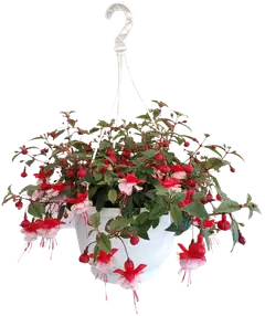 Heimosen Puutarha Verenpisara-amppeli 23cm - 1