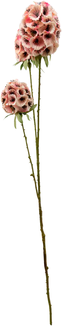 Koristeoksat Hempeä 50 cm, erilaisia - 3