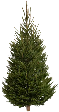 Joulukuusi, suomalainen metsäkuusi Picea abies, koko 1-1,5 m - 1