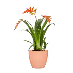 Scheurich ruukku 920/13 coralli - 2