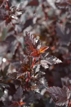 Tiny Wine® purppuraheisiangervo, Physocarpus opulifolius 'SMPOTW' Tiny Wine®, At 3 L - 1