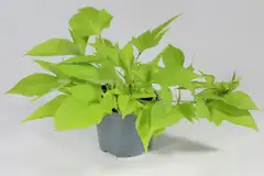 Bataatti 12 cm ruukussa - 2