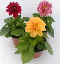 Pistokasdaalia 11 cm ruukussa - 2