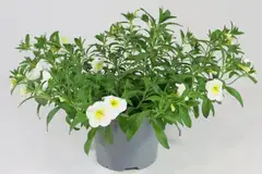 Miljoonakello 12 cm - 2