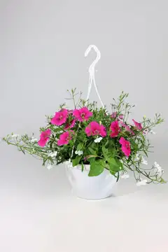 Twin mix amppeli 23 cm - 3