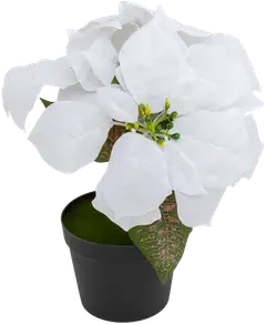 Joulutähti 28 cm M, erilaisia - 1