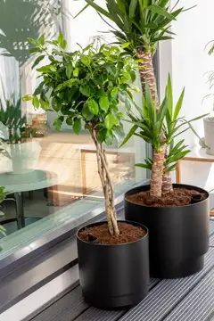 Orthex Paulina altakasteluruukku 25 cm - 12