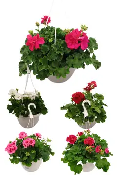 Pelargonia-amppeli 25cm - 1