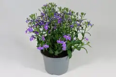 Lobelia 12 cm ruukussa - 1
