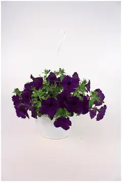 Petunia isokukallinen -amppeli 23 cm - 5