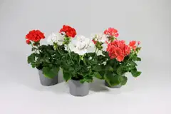 Pelargoni Mix 12 cm ruukussa - 2