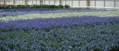 Lobelia 12 cm - 1