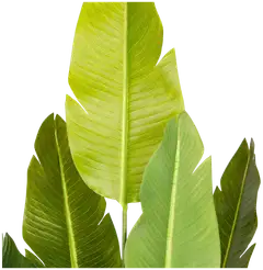 Lykke tekokasvi bird of paradise 200cm - 6