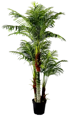 Lykke tekokasvi areca palm 180cm - 1